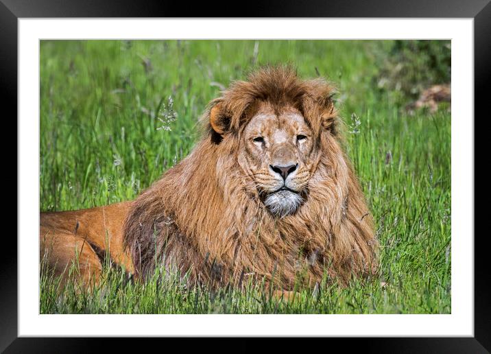 Southern African Lion Framed Mounted Print by Arterra 