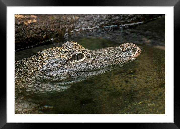 Chinese Alligator Framed Mounted Print by Arterra 