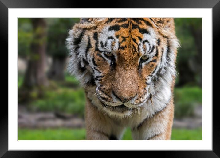 Siberian Tiger in Wood Framed Mounted Print by Arterra 