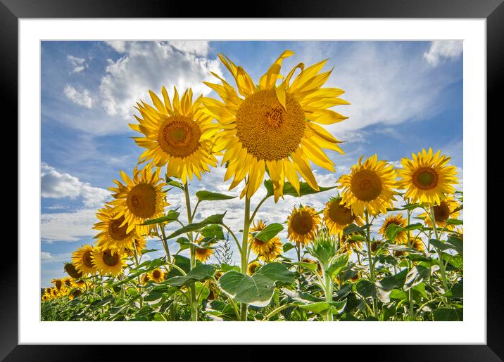 Flowering Sunflowers Framed Mounted Print by Arterra 