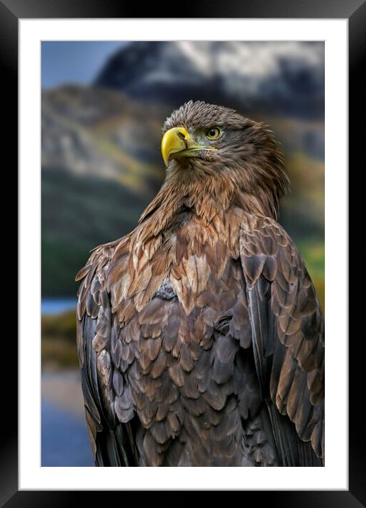 White-Tailed Eagle Framed Mounted Print by Arterra 