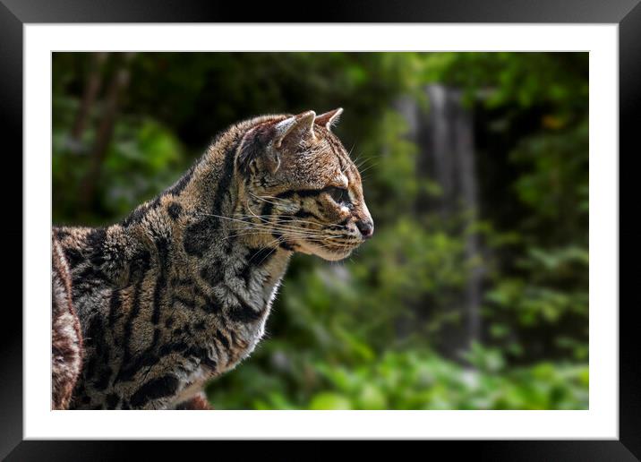 Margay In Tropical Forest Framed Mounted Print by Arterra 