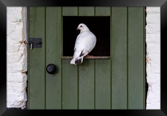 White Pigeon Framed Print by Arterra 
