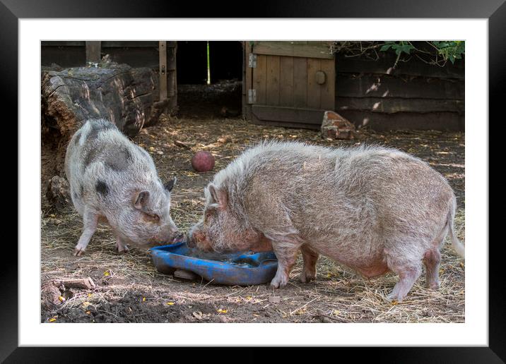 Two Miniature Pigs at Farm Framed Mounted Print by Arterra 