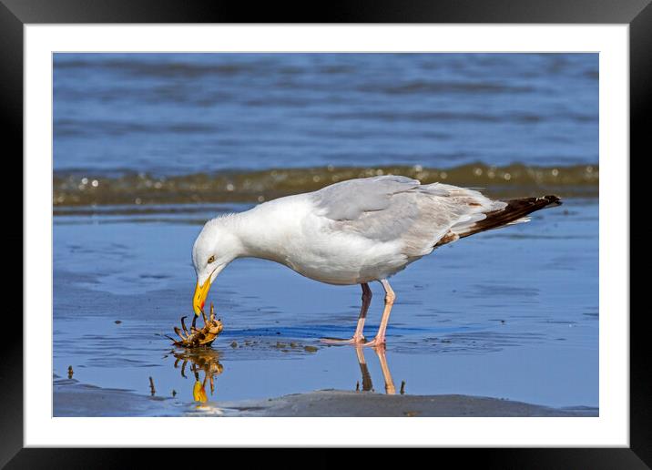 Seagull Looking at Crab Framed Mounted Print by Arterra 
