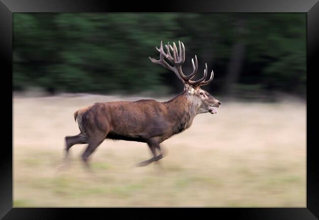 Running Red Deer Stag Framed Print by Arterra 
