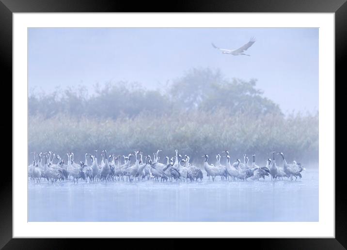 Cranes in the Mist Framed Mounted Print by Arterra 