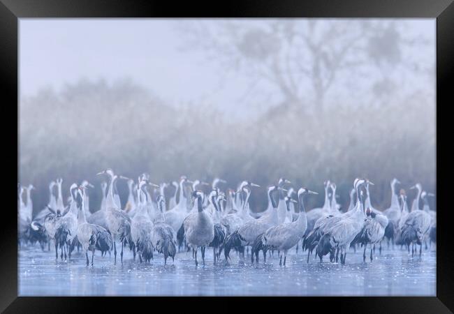 Flock of Cranes in the Mist Framed Print by Arterra 