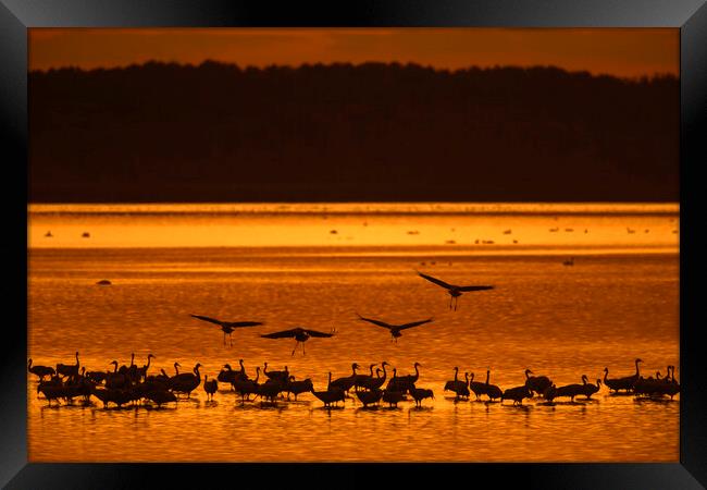 Cranes Roosting at Sunset Framed Print by Arterra 