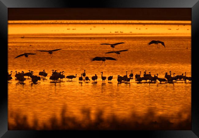 Cranes at Sunset Framed Print by Arterra 