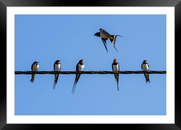 Barn Swallows on Wire Framed Mounted Print by Arterra 