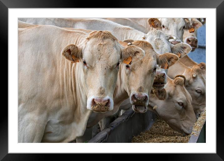 Charolais Cows at Farm Framed Mounted Print by Arterra 