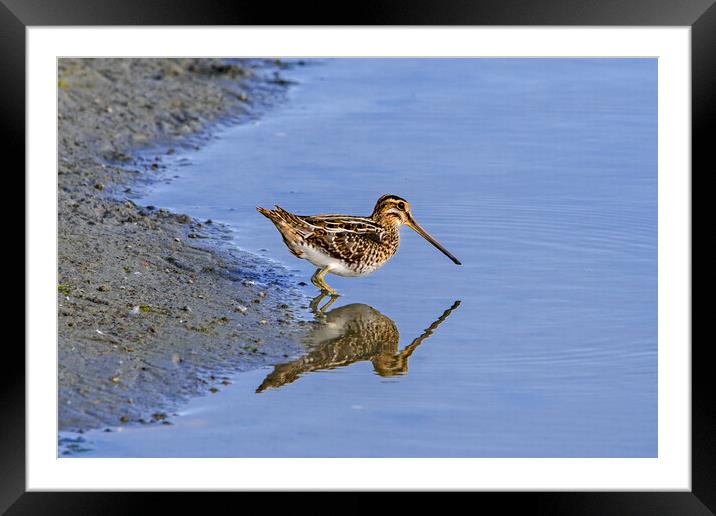 Common Snipe Reflection Framed Mounted Print by Arterra 