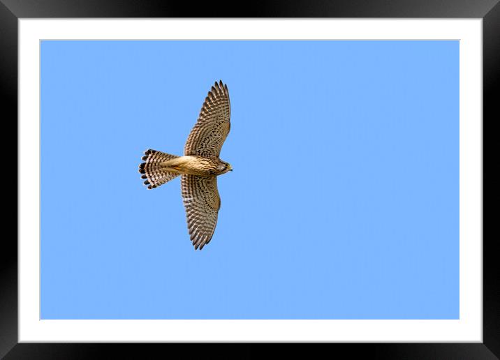 European Kestrel Flying Framed Mounted Print by Arterra 