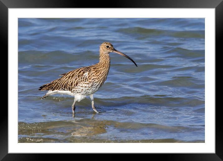 Common Curlew in Wetland Framed Mounted Print by Arterra 