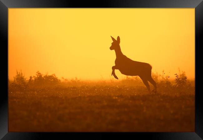 Fleeing Roe Deer at Sunset Framed Print by Arterra 
