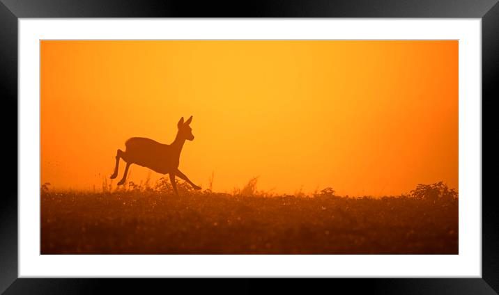 Roe Deer Running in Field at Sunset Framed Mounted Print by Arterra 