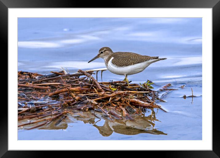 Common Sandpiper Framed Mounted Print by Arterra 