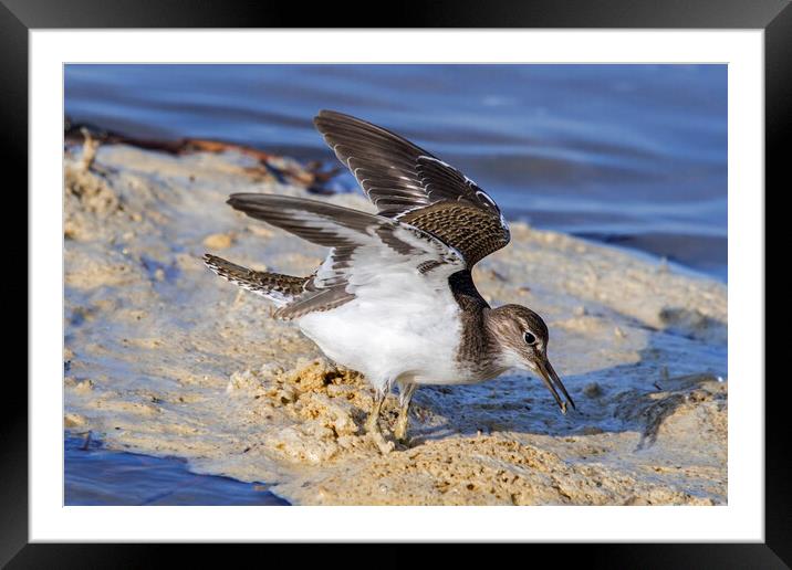 Common Sandpiper with Open Wings Framed Mounted Print by Arterra 