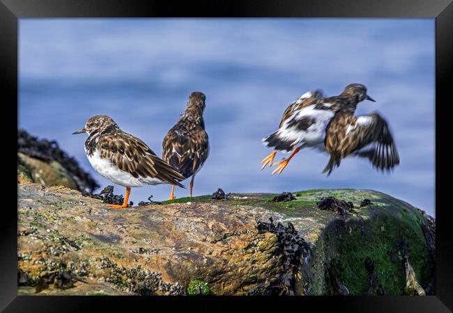 Ruddy Turnstones Framed Print by Arterra 