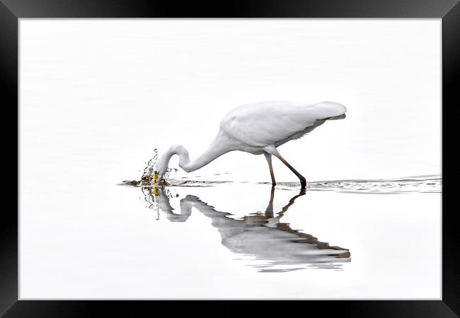 Great White Egret Fishing in Lake Framed Print by Arterra 