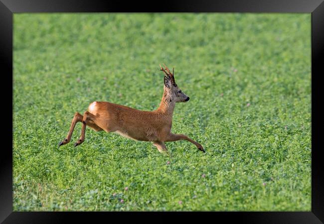 Roe Deer Running in Field Framed Print by Arterra 
