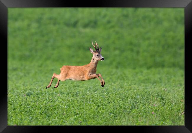 Fleeing Roe Deer Buck Framed Print by Arterra 