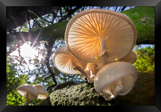 Mushrooms in Autumn Forest Framed Print by Arterra 