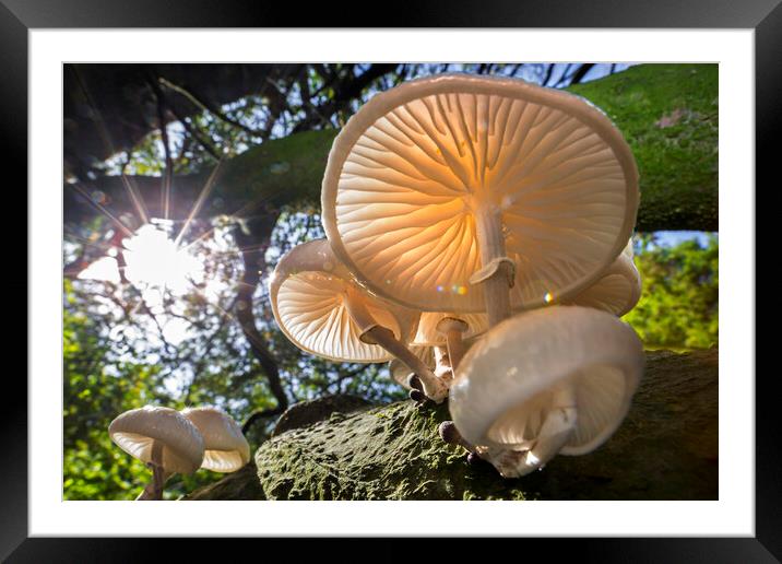 Mushrooms in Autumn Forest Framed Mounted Print by Arterra 