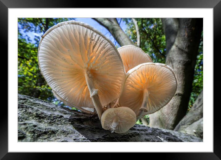 Toadstools in Autumn Forest Framed Mounted Print by Arterra 