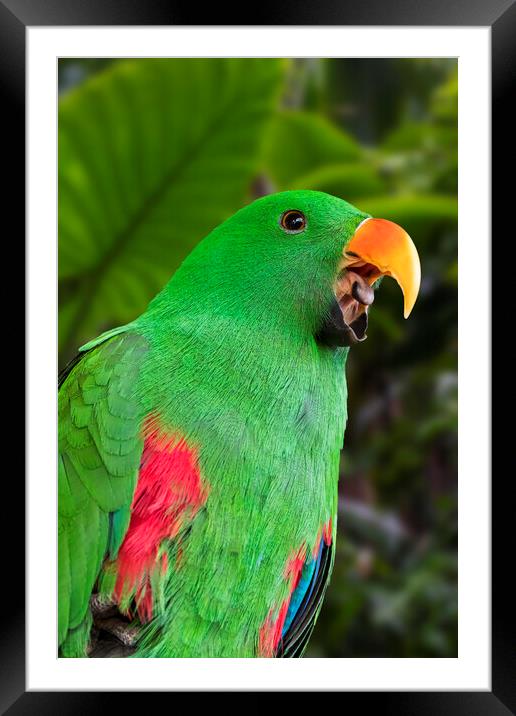Eclectus Parrot Framed Mounted Print by Arterra 