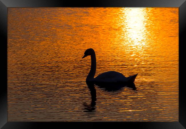 Mute Swan at Sunset Framed Print by Arterra 