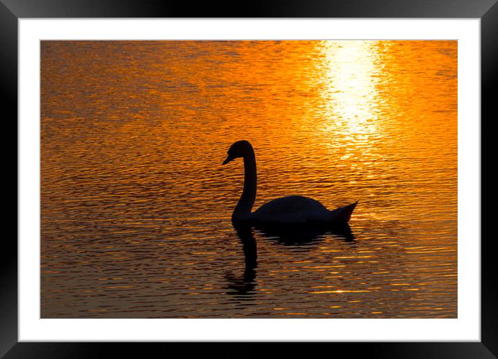 Mute Swan at Sunset Framed Mounted Print by Arterra 