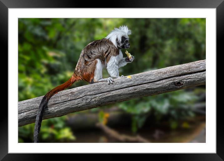 Cotton-Top Tamarin in Tree Framed Mounted Print by Arterra 