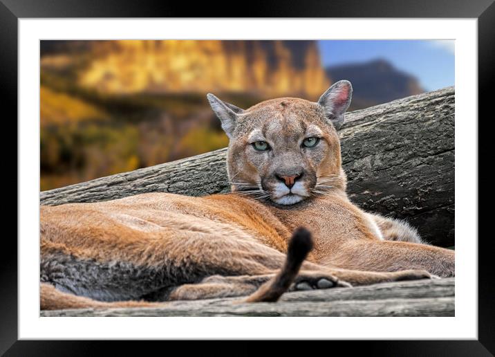 Resting Mountain Lion Framed Mounted Print by Arterra 