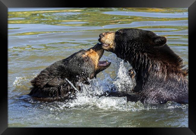 Black Bears Play Fighting in Lake Framed Print by Arterra 