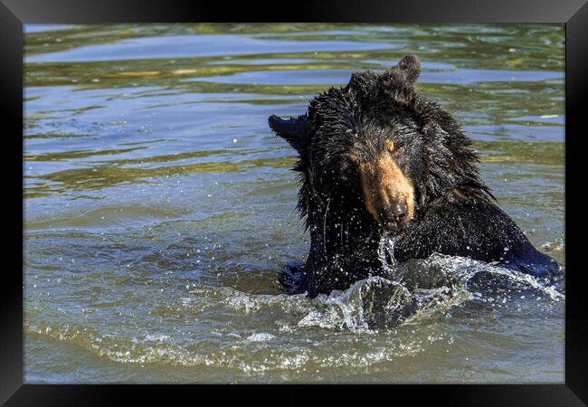American Black Bear Splashing in Lake Framed Print by Arterra 