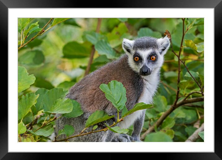 Ring-Tailed Lemur in Tree Framed Mounted Print by Arterra 