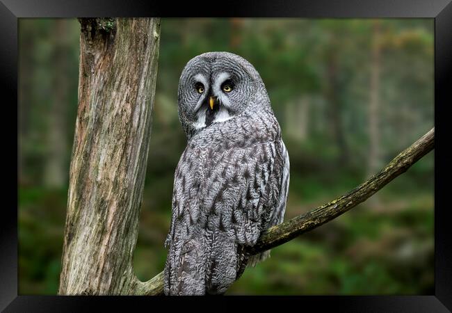 Great Grey Owl in Forest Framed Print by Arterra 