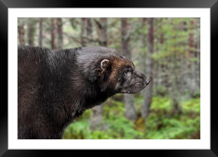 Wolverine in Forest Framed Mounted Print by Arterra 