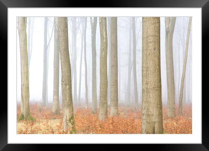 Forest in Autumn Mist Framed Mounted Print by Arterra 