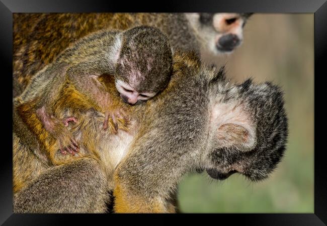 Squirrel Monkey with Baby on its Back Framed Print by Arterra 