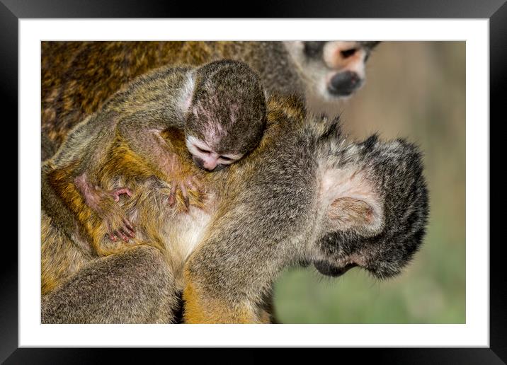 Squirrel Monkey with Baby on its Back Framed Mounted Print by Arterra 