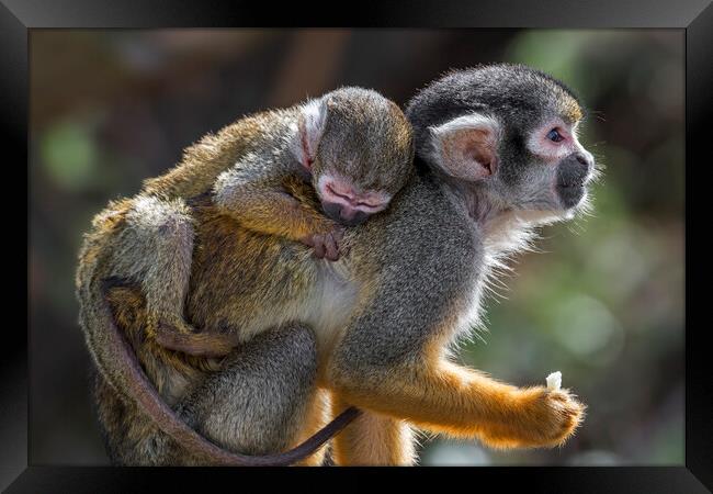 Peruvian Squirrel Monkey with Young Framed Print by Arterra 