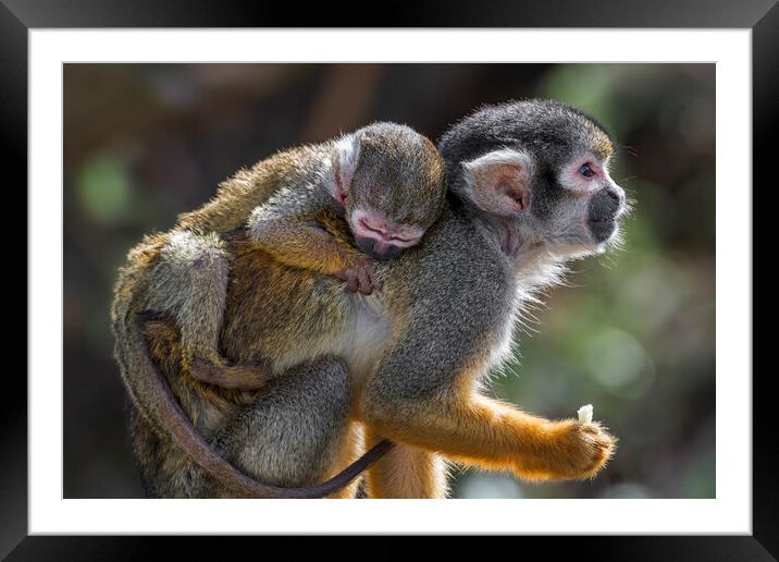 Peruvian Squirrel Monkey with Young Framed Mounted Print by Arterra 