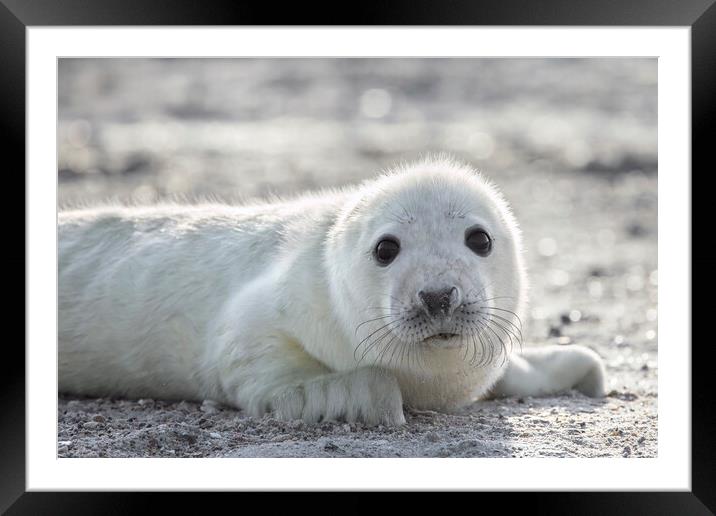 Cute Grey Seal Pup Framed Mounted Print by Arterra 