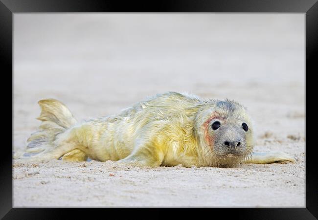 Newborn Seal Pup Framed Print by Arterra 