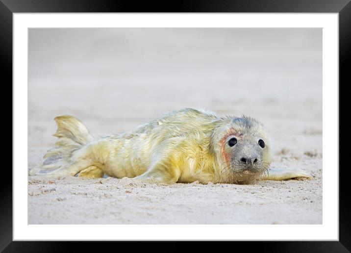 Newborn Seal Pup Framed Mounted Print by Arterra 