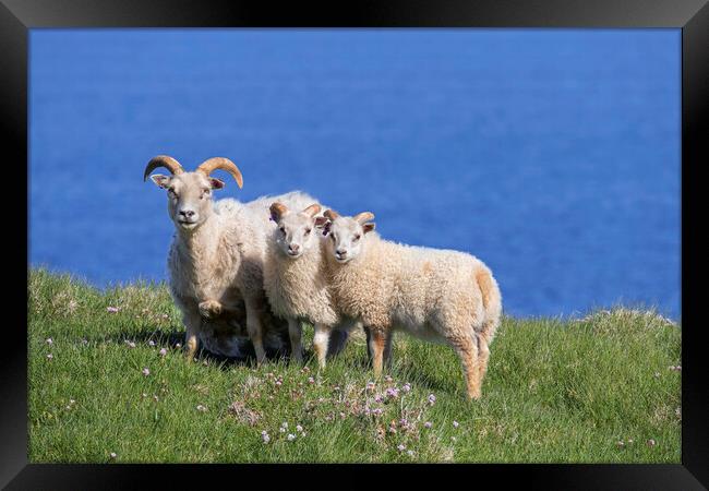 Icelandic Sheep Framed Print by Arterra 