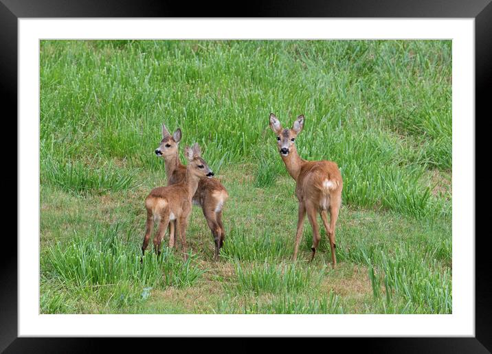 Roe Deer with Young in Field Framed Mounted Print by Arterra 